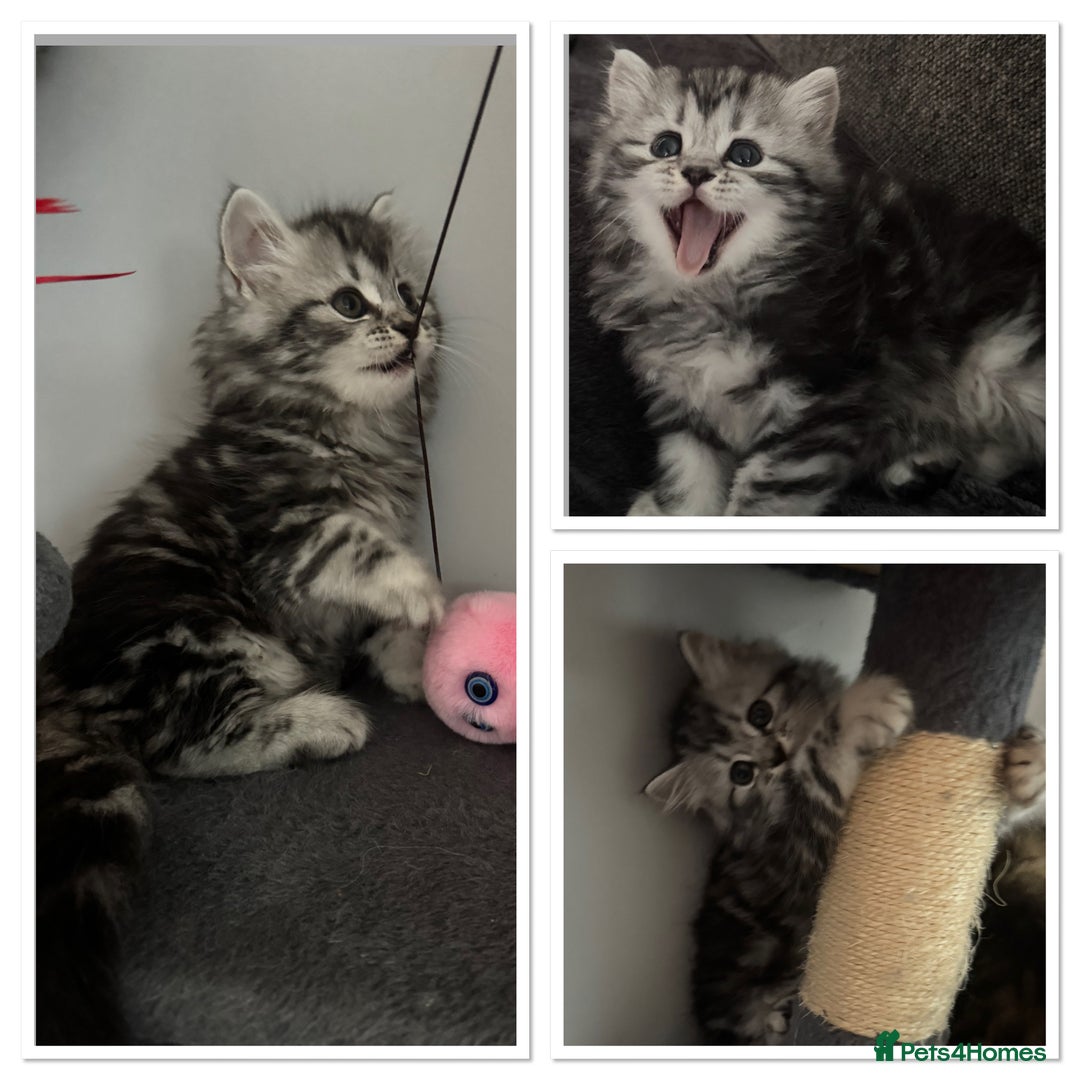 Mixed Breed cats for sale: Maine coon x Persian  - Image 2