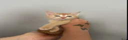 Abyssinian cats for sale: STUNNING ABYSSINIAN MIXED BABIES NEEDING HOMES  - Advert 4