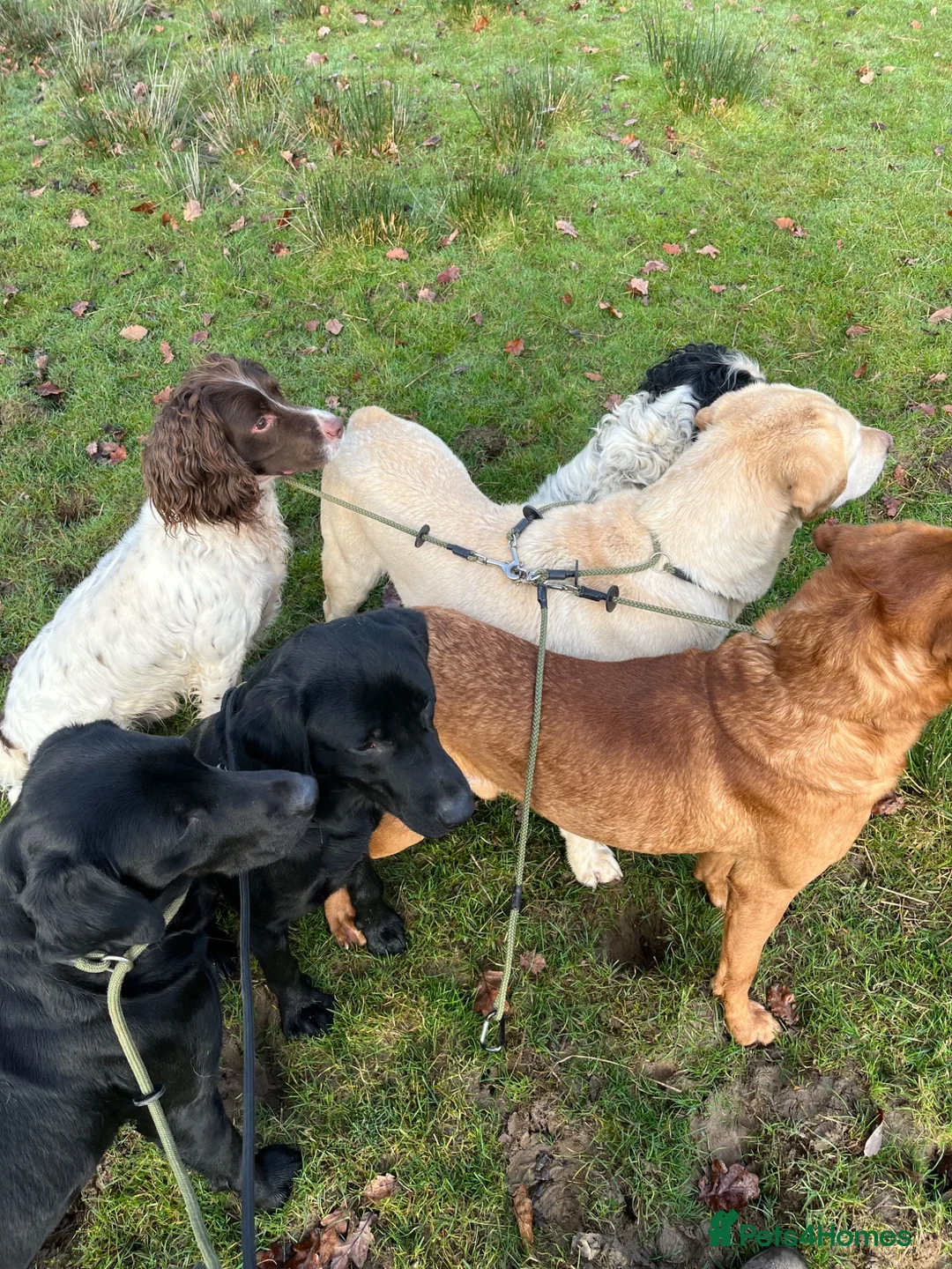 Labrador Retriever dogs for sale: Working dog - Advert 2