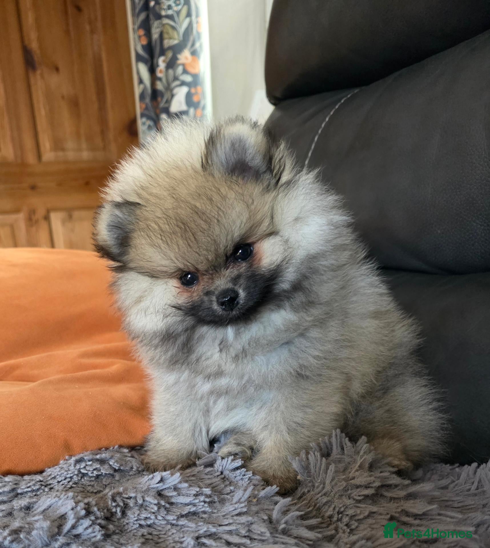Pomeranian dogs Beautiful sable girl  - Advert 1