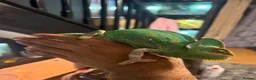 Chameleon reptiles for sale: CB Yemen / Veiled Chameleon Babies – Pied Mother - Advert 2