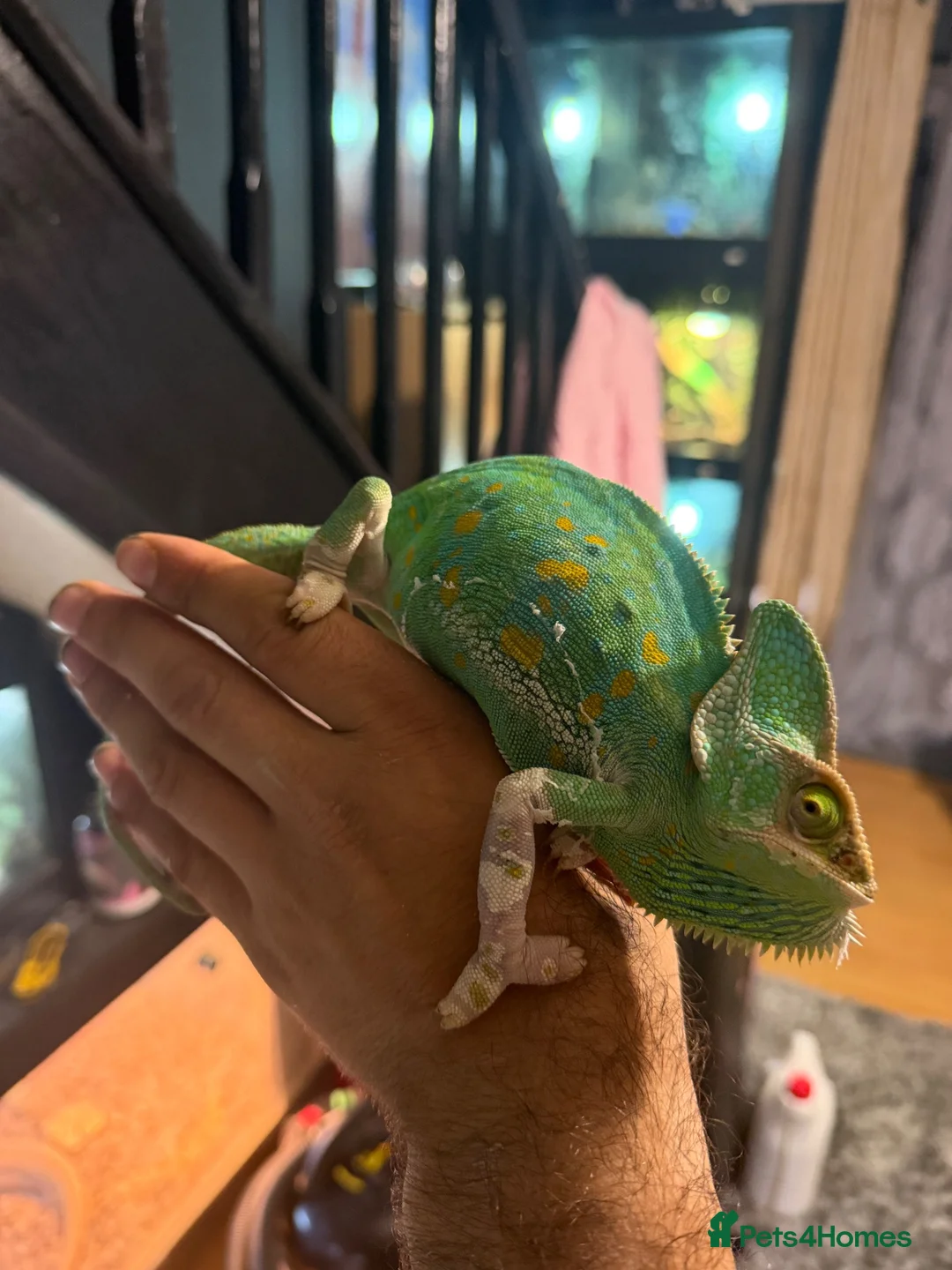 Chameleon reptiles for sale: CB Yemen / Veiled Chameleon Babies – Pied Mother - Advert 2