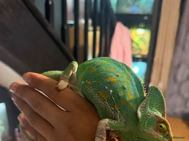 Chameleon reptiles for sale: CB Yemen / Veiled Chameleon Babies – Pied Mother - Advert 2