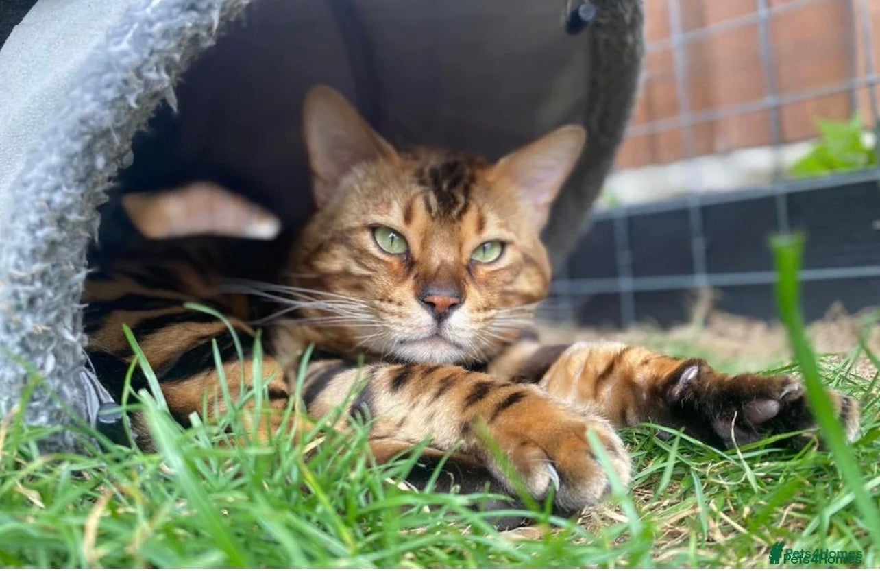 Bengal cats Male bengal   - Advert 1