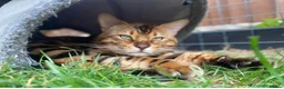 Bengal cats for sale: Male bengal   in Woodbridge - Advert 1