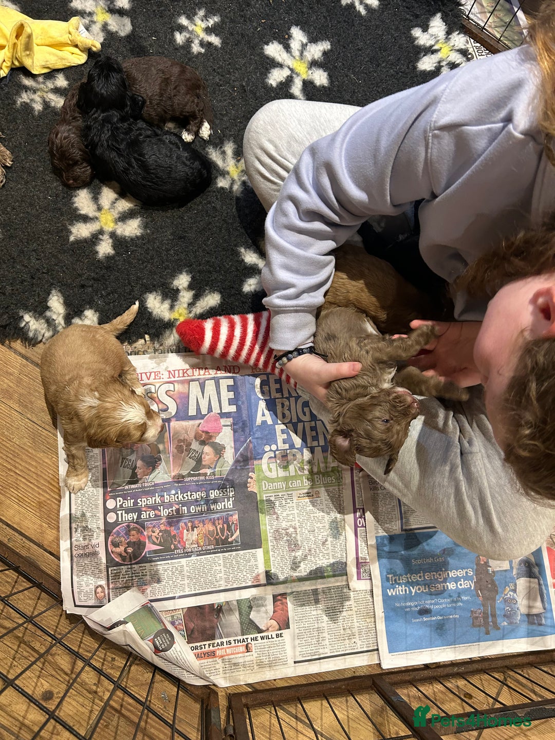 Cockapoo dogs for sale: Cockapoo puppies - Advert 5