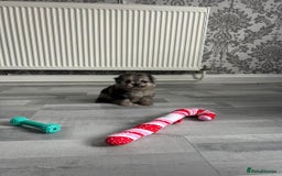 Pomeranian dogs for sale: TINY MARBLE POMERANIAN GIRL  - Image 3