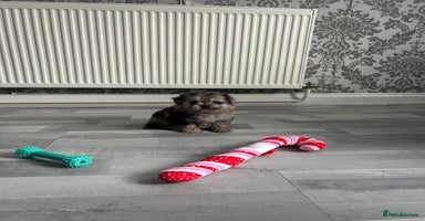 Pomeranian dogs - Advert 9