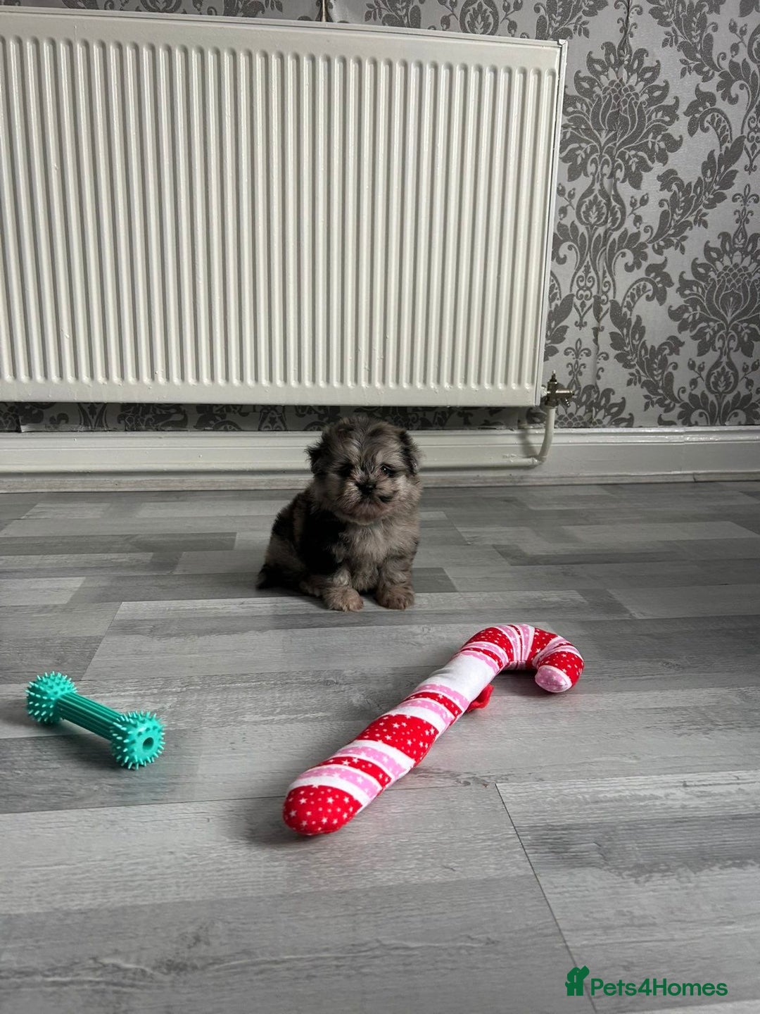 Pomeranian dogs for sale: TINY MARBLE POMERANIAN GIRL  - Image 3