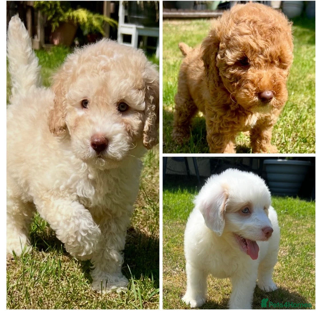Labradoodle dogs READY NOW! Labradoodles F1b Health tested parents  - Advert 1