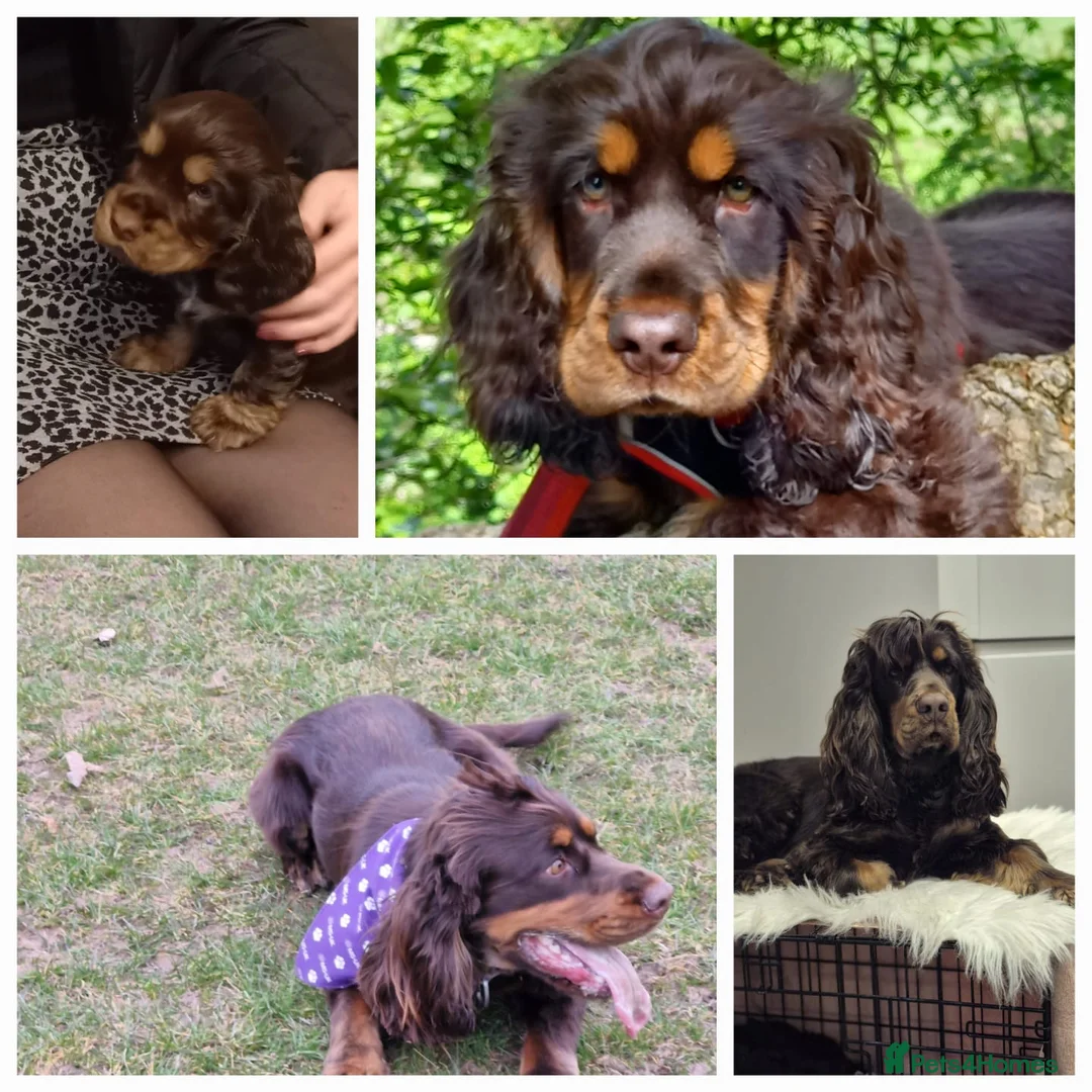 Cocker Spaniel dogs for stud: Kc reg.  ,,PROVEN,, Show Type cockerspaniel  in Morecambe - Advert 8