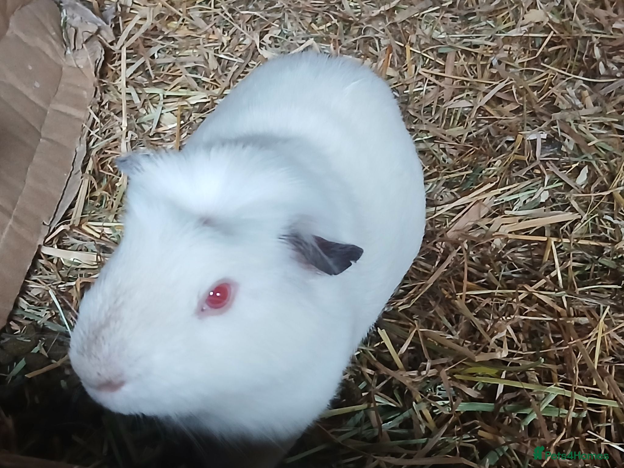 Guinea Pig rodents Baby Boar Guinea Pigs for Sale - Advert 2