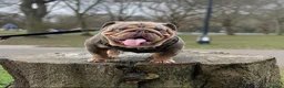 English Bulldog dogs for stud: Son of the Famous Topboy  - Advert 4