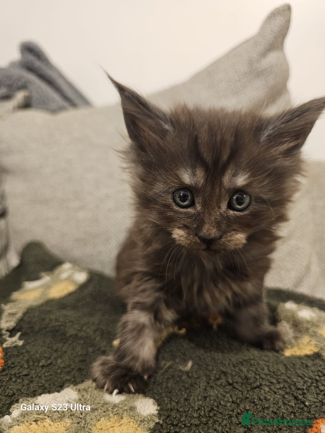 Maine Coon cats for sale: Maine coon babies 😻 - Advert 9