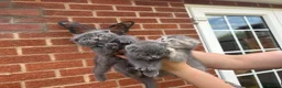 Scottish Fold cats for sale: Only Scottish fold girl left ❣️ - Advert 13