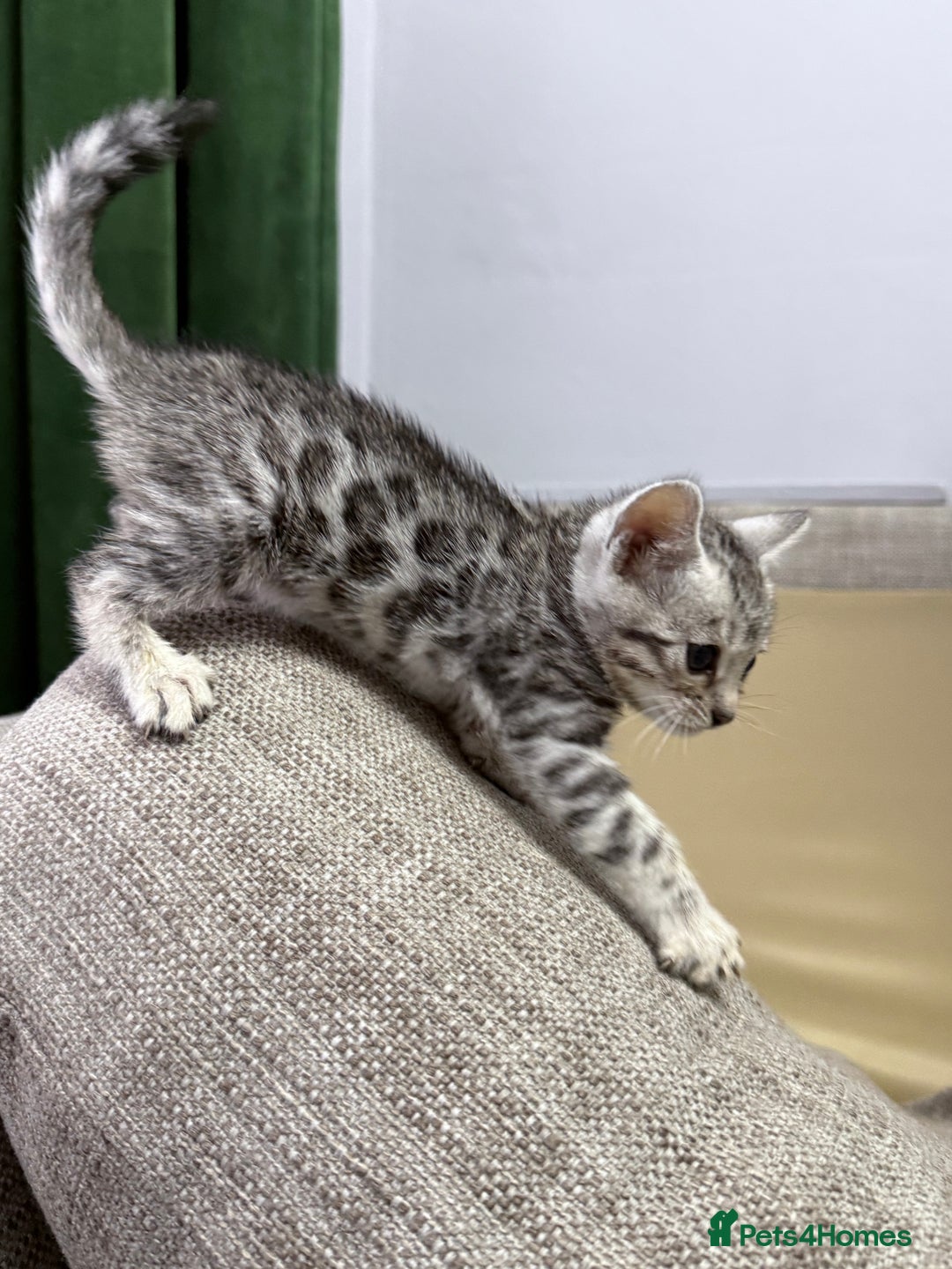 Bengal cats for sale: kittens - Advert 14