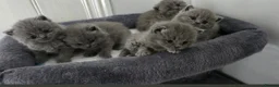 British Shorthair cats for sale: British Shorthair kittens  - Advert 4