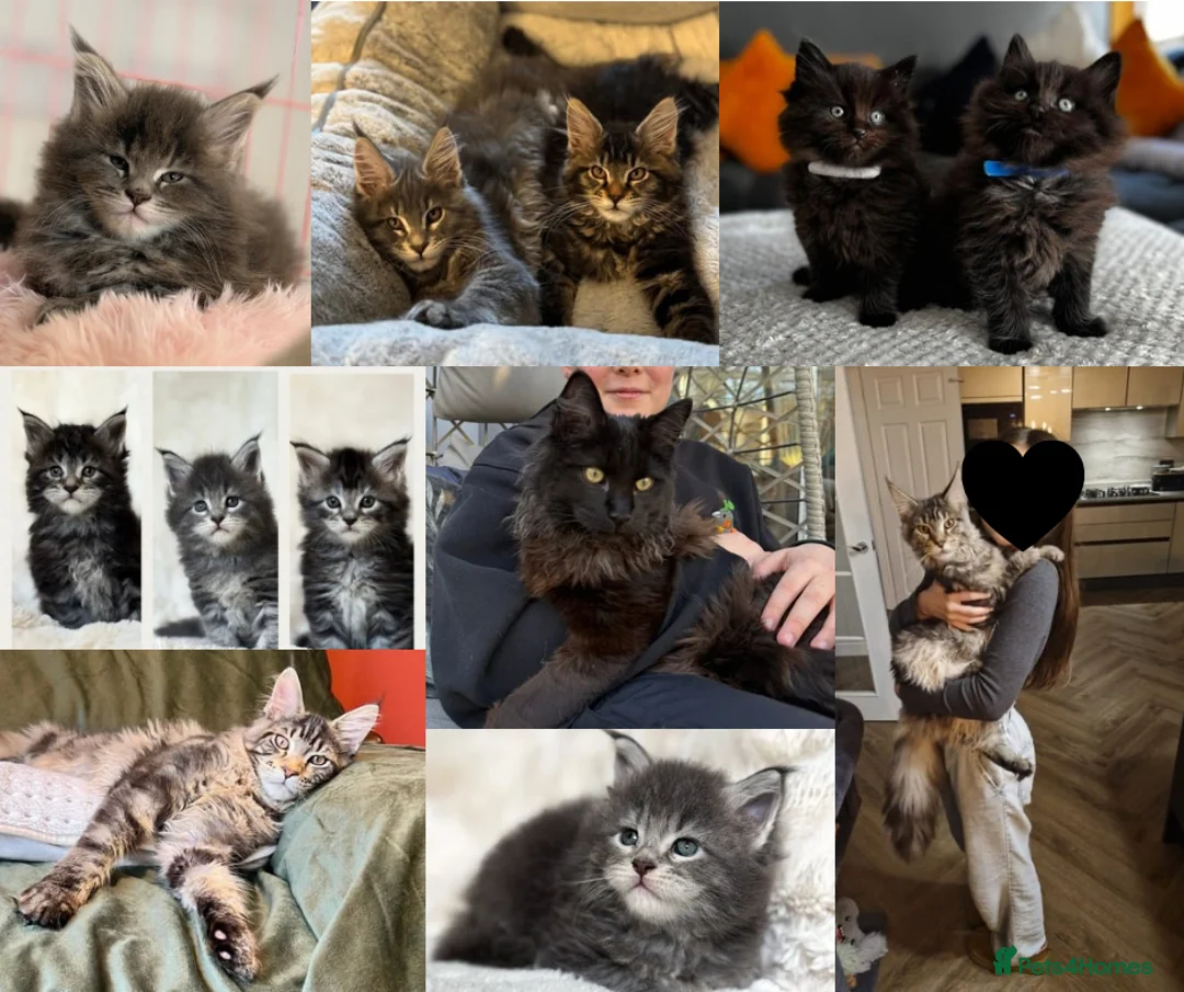 Maine Coon cats for stud: GCCF/TICA XL KING-SIZE STUD  - Advert 2
