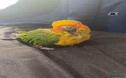 Ringnecks birds for sale: Baby sun conure  in Redcar - Image 3