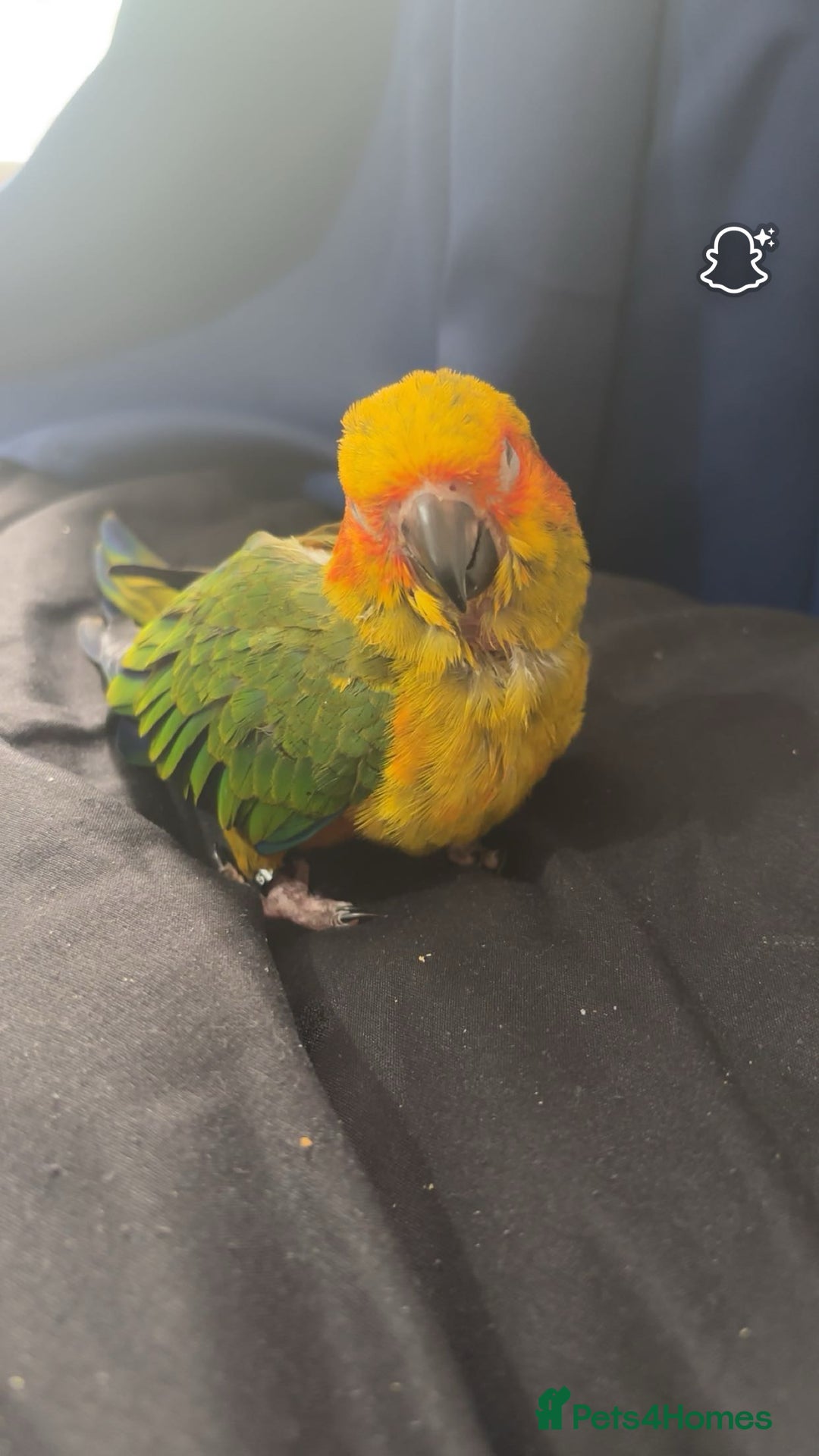 Ringnecks birds for sale: Baby sun conure  in Redcar - Image 3