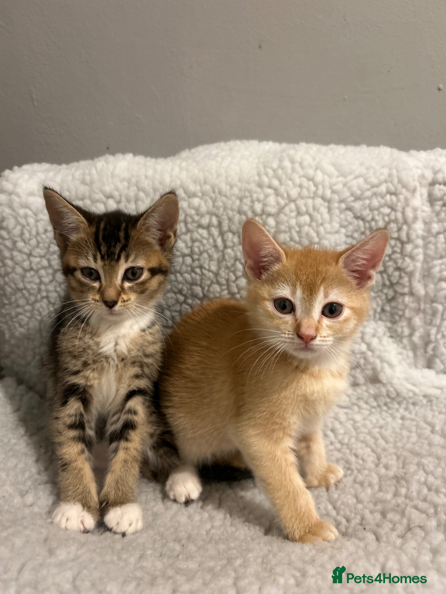 Mixed Breed cats for sale: 🚨GORGEOUS KITTENS READY TO LEAVE 🚨 - Advert 8