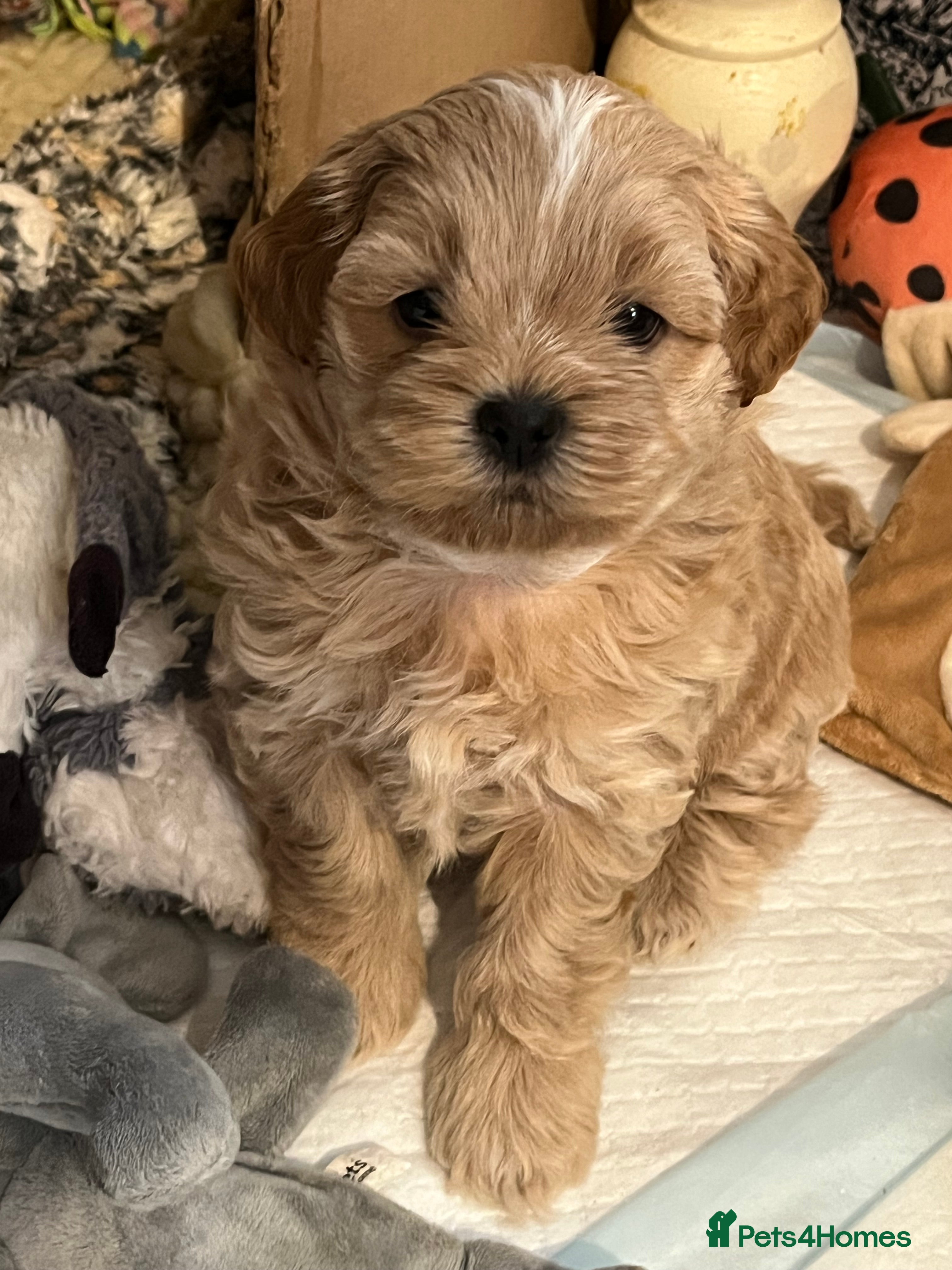 Shihpoo dogs Last remaining Shih poo girl To reserve  - Advert 1