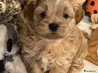 Shihpoo dogs for sale: Last remaining Shih poo girl To reserve - Advert 4