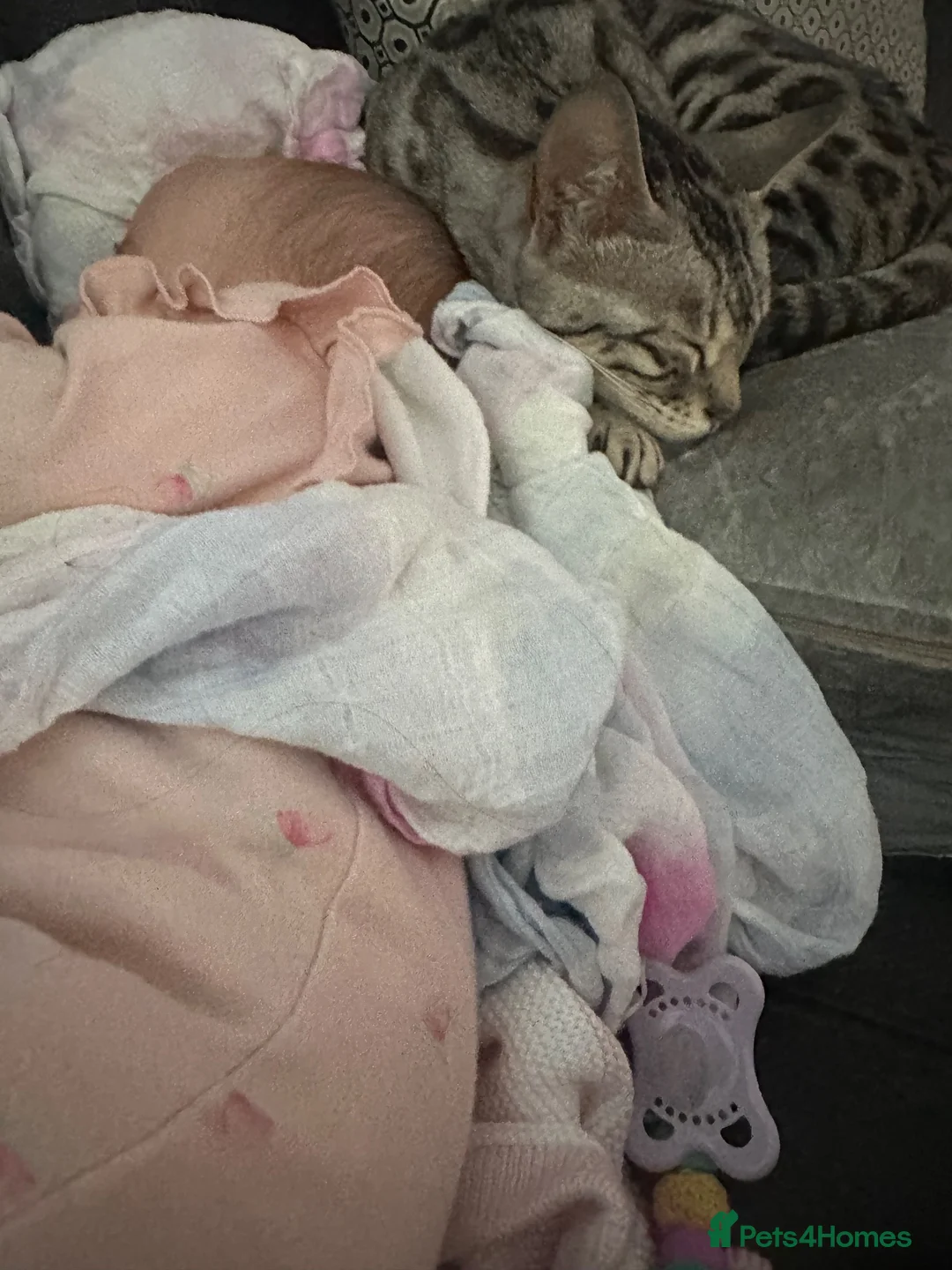 Bengal cats for sale: TICA silver rosseted Bengal female  - Advert 13