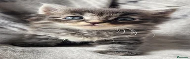 Siberian 5