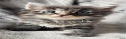 Siberian cats for sale: Hypoallergenic, TICA, Traditional Siberian kittens - Advert 5
