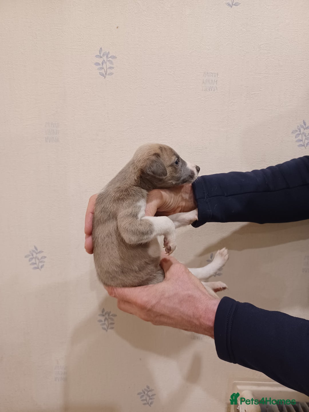 Whippet dogs for sale: Beautiful KC Reg Whippet Puppies - Advert 11