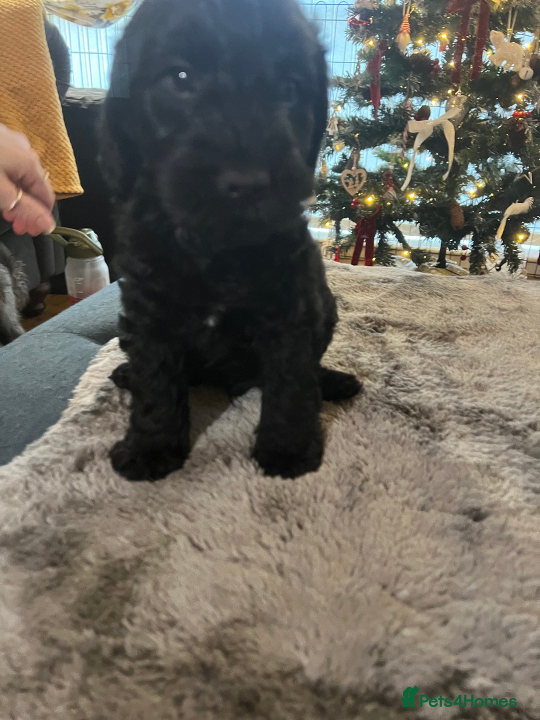 Cockapoo dogs for sale: Cockapoo puppies  - Advert 20