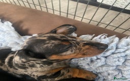 Miniature Dachshund dogs for sale: Miniature Black and Tan Dapple Dachshunds - Image 9