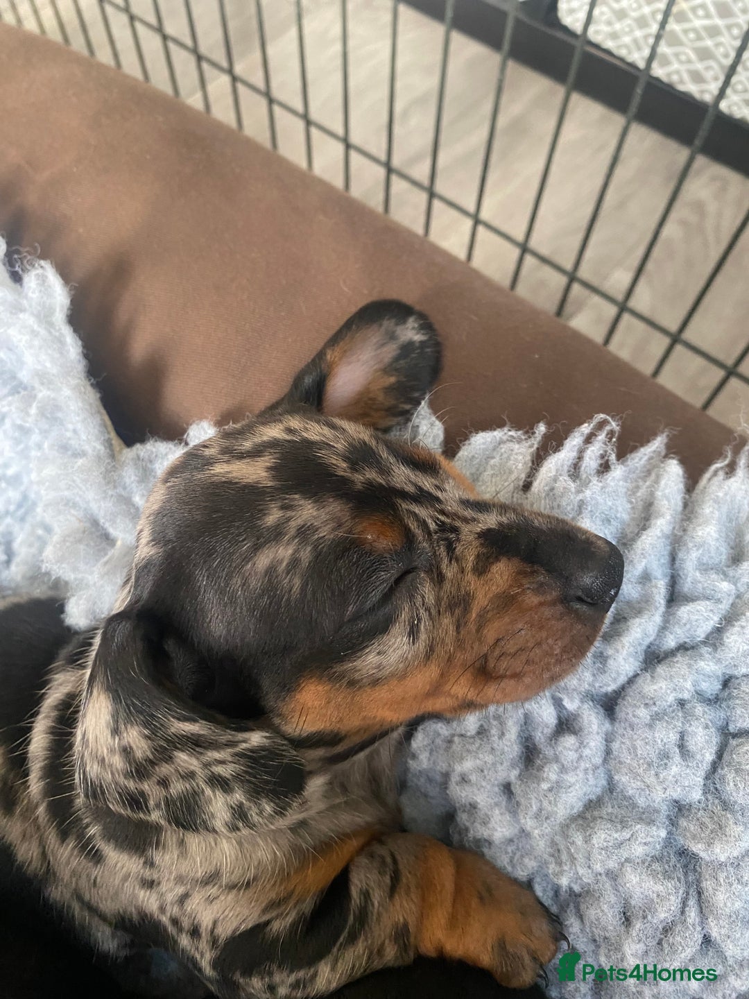 Miniature Dachshund dogs for sale: Miniature Black and Tan Dapple Dachshunds - Image 9