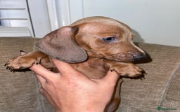 Miniature Dachshund dogs for sale: Beautiful Mini Dachshunds looking for their homes! - Image 5