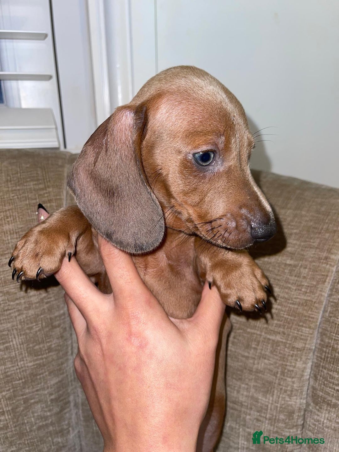 Miniature Dachshund dogs for sale: Beautiful Mini Dachshunds looking for their homes! - Image 5