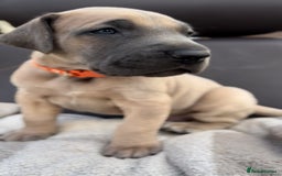 Great Dane dogs for sale: Beautiful fawn Great Dane puppies  - Image 4
