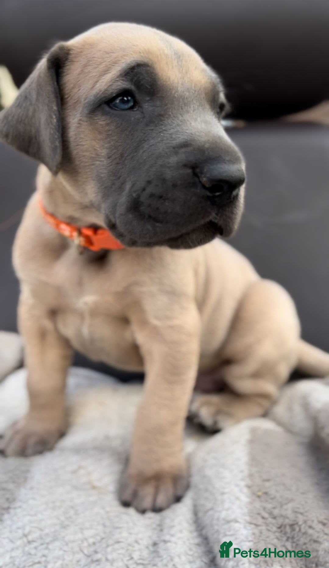 Great Dane dogs for sale: Beautiful fawn Great Dane puppies  - Image 4