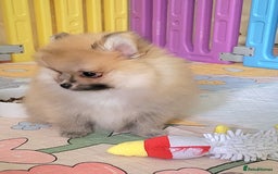 Pomeranian dogs for sale: 🔥XXXS🔥Pomeranian puppies🔥KC reg🔥for sale🔥 - Image 13