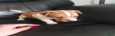 Jack Russell 1