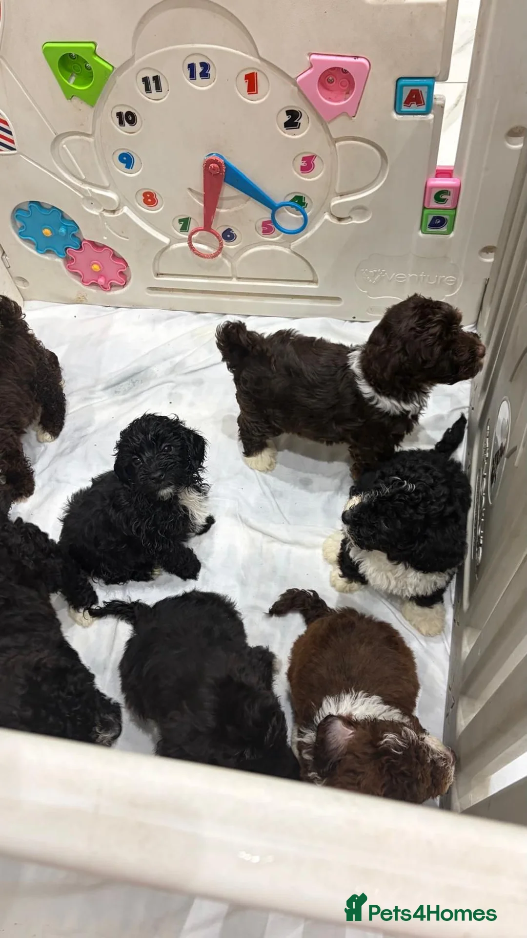 Shihpoo dogs for sale: Toy Shihpoo Mix Litter - Advert 8