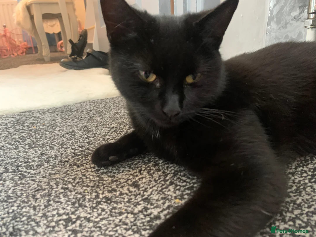 Ragdoll cats for sale: Bombay x rag doll ready to reserve Now  in Cannock - Advert 3