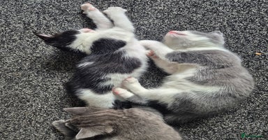 Mixed Breed cats - Advert 5