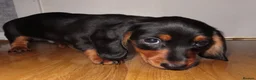 Miniature Dachshund dogs for sale: Mini dachshund  - Advert 6