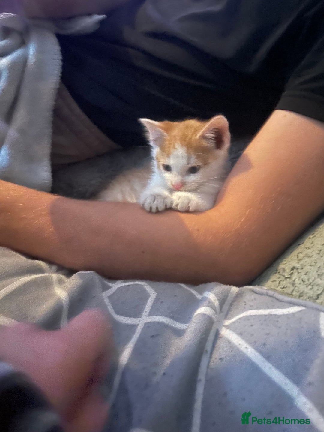 British Shorthair cats for sale: Male ginger for sale  - Image 5