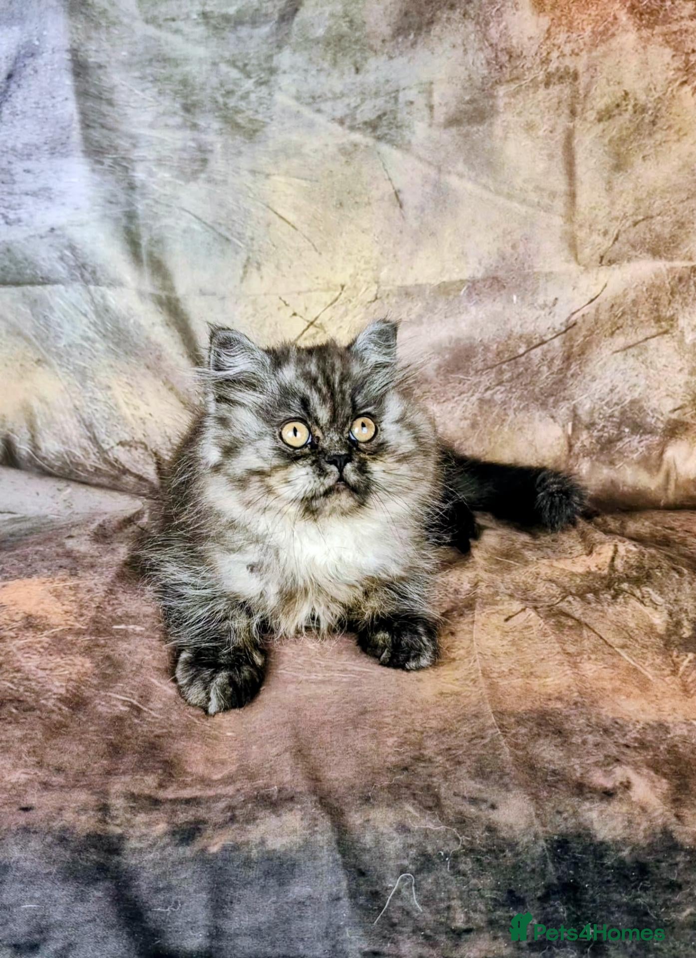 British Shorthair cats Gccf Reg British Longhair boys - Advert 5