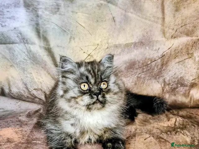 British Shorthair cats Gccf Reg British Longhair boys - Advert 12