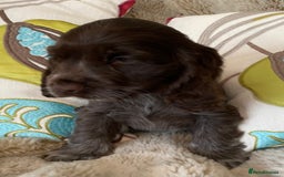 Cocker Spaniel dogs for sale: Adorable show cocker puppies - Image 20