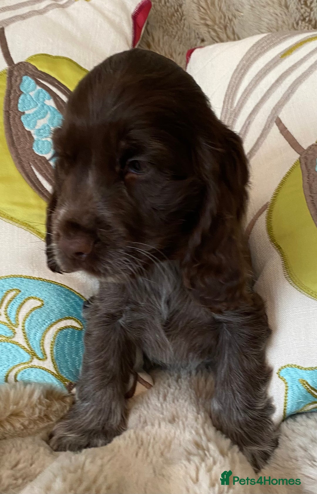Cocker Spaniel dogs for sale: Adorable show cocker puppies - Image 20