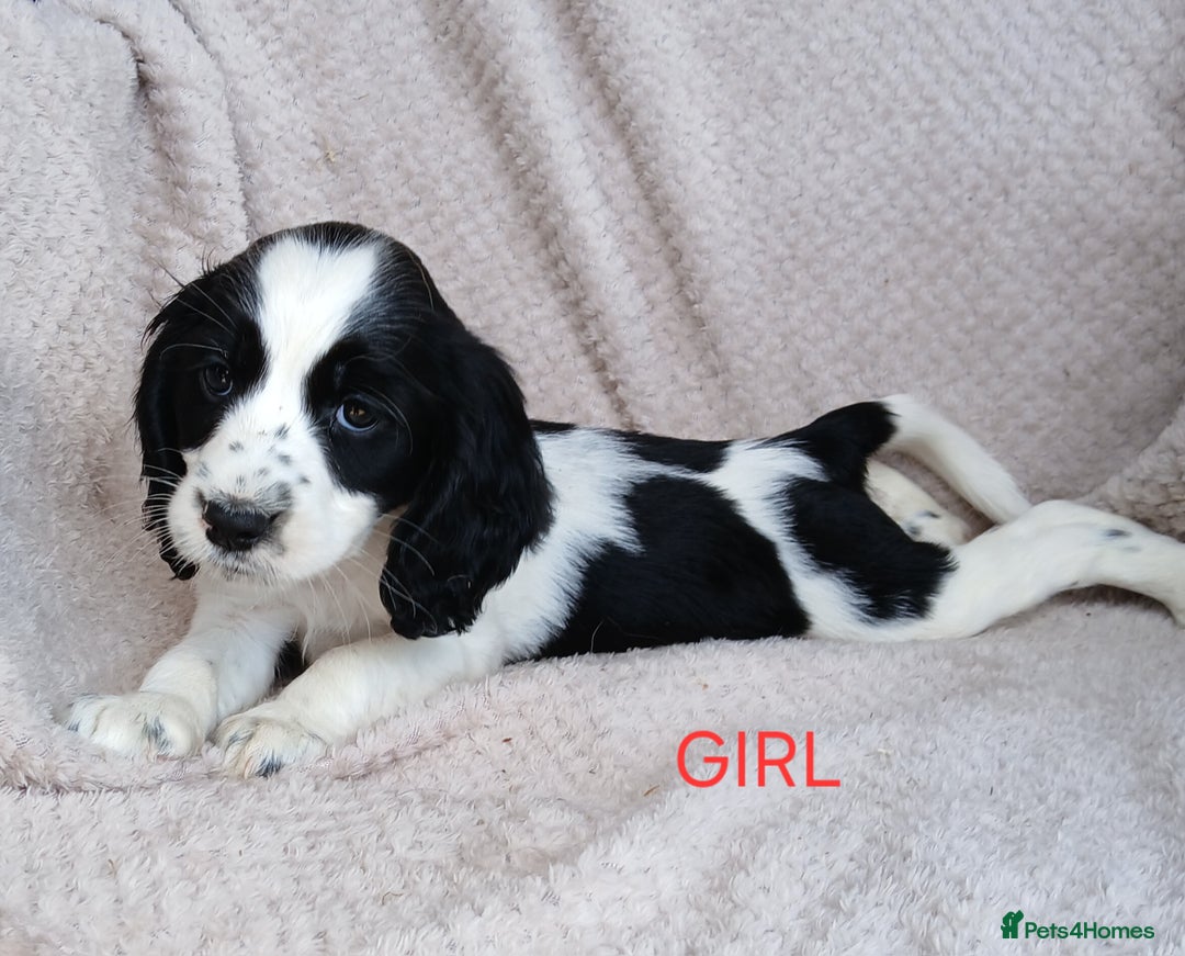 Cocker Spaniel dogs for sale: Health tested small cocker spaniels  - Image 7